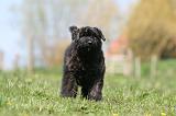 BOUVIER DES FLANDRES 340